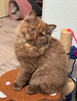 Britische kitten vom Zucht Frida und Filina suchen neues Zuhause🐾 - Pirna Zentrum