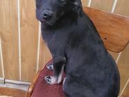 Mischu sucht ein liebevolles Zuhause - Weilheim (Oberbayern)