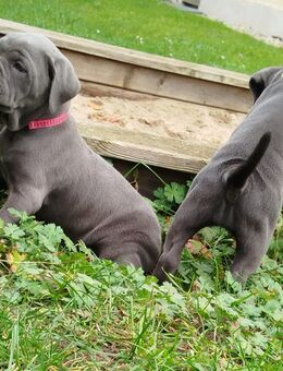 Cane Corso - Dresden