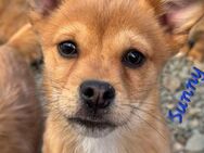 Sunny - ein Hundekind sucht seine Mensch - Konstanz