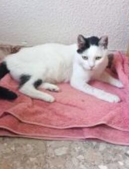 Liebe, sanfte Katze Chippy - Karlsruhe