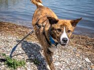 Bowie sucht dringend eine PS/ES - Berlin