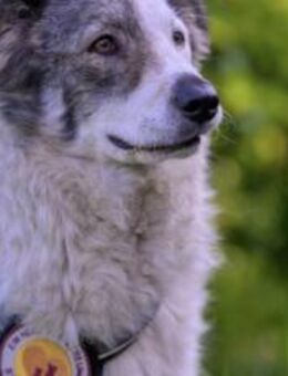 Lana sucht ein Zuhause - München