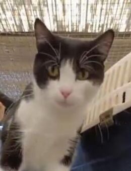 Valentino unser Sonnenschein - Oberhausen (Rheinland-Pfalz)