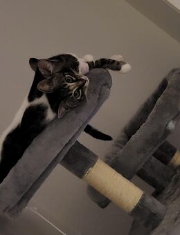 Verspielter 17-Wochen-Kater sucht ein liebevolles Zuhause 🐾 - Leipzig Ost