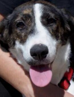 Junghündin Romy sucht ihr Zuhause - Hamburg