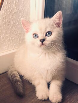 Wunderschöne Silver Shaded BKH-Kätzchen suchen ein liebevolles Für-immer-Zuhause - Gummersbach