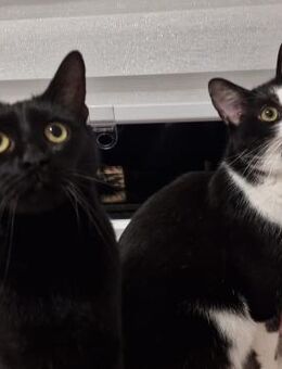 🆘️✨Traumkater Merlin & Valentin✨🆘️ - Eislingen (Fils)