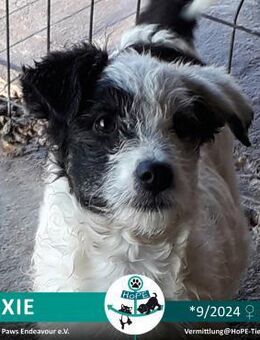 TRIXIE - geb. 09/2024 - Leimen (Baden-Württemberg)