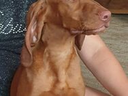 5 reinrassig Magyarvizsla-Welpen (Ungarischer Jagdhund - Schleiz Zentrum