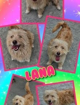 Lana sucht Familienanschluss! - Nürnberg