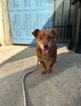 Bailey - ein Gentleman auf 4 Pfoten - Gerlingen