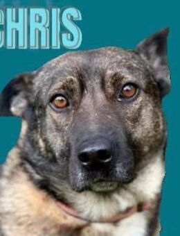 Hundekumpel CHRIS - Gefrees