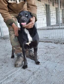 Zorro - Köln