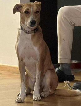 Törpie sucht seine Herzensmenschen - Nordwalde