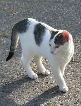 Junge Katzen suchen neues Zuhause - Unterthingau