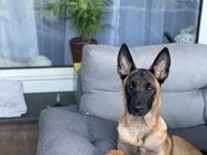 Malinois zum verkaufen - Gütersloh Zentrum