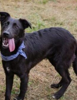 Keoni - lieber junger Hundebub - Laufen