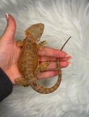 Bartagame Männchen Orange Hypo Blue Tiger in 36088