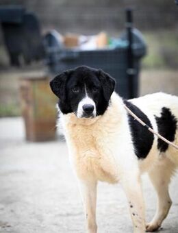 Samson; Kuschelbär sucht sein Glück - Geilenkirchen