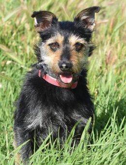 Fröhlicher Oscar sucht seinen Menschen - Berlin