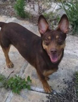 LARA - süßer Wirbelwind sucht Familie - Aerzen