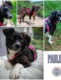 PAULINE * voller Lebensfreude - Duisburg