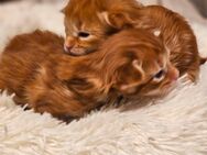 Xxl mainecoon kitten - Rheine