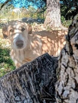 BLAUMUTH sucht seine Familie - Völklingen