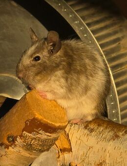 Dringend Degu gesucht - Lemgo
