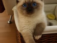 Ragdoll-Perser mix Kitten - Waldkraiburg