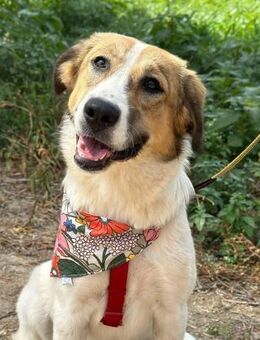 Fröhliche Ciba sucht ihr Zuhause! - Krefeld