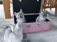 BKH reinrassige Kitten /Abgabe ab sofort - Bad Oldesloe