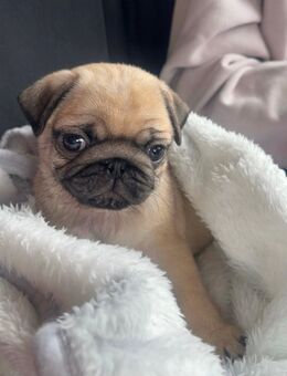 Mops Welpe ( weiblich ) - Hannover