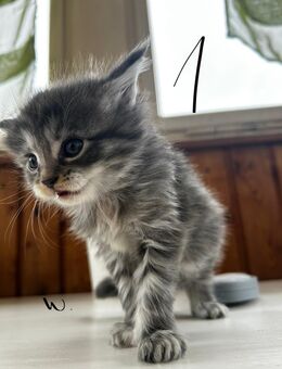 Main Coon Babys 🥰 - Oberhaching