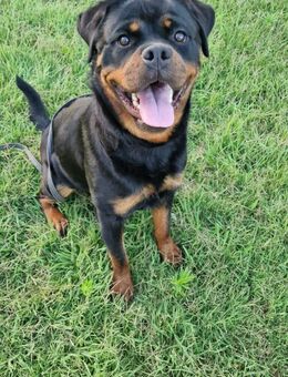 XENIA 🩷🩷🩷 schönes Zuhause gesucht - Herxheim (Landau)