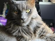 Einzelprinz Apolon (FIV+) - Ellerbek
