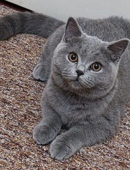 nur noch 3 süße BKH-Kitten - Plochingen
