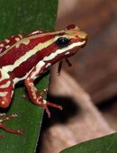 Pfeilgiftfrösche, Epipedobates-tricolor-Dreistreifen-Baumsteiger in 55294