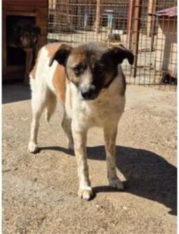 Bero Pflegestelle oder Zuhause gesucht - Oberwies