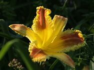 Taglilie - Hemerocallis - OUTER LIMITS - 3 Fächer - Bochum Querenburg