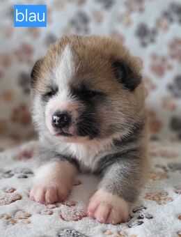 Akita Inu Welpen - Berlin Mitte