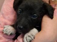 Kurzhaarcollie- Labrador/Neufundländer Mischlingswelpen - Hildesheim