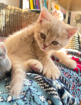 Bkh kitten katze - Remscheid Zentrum