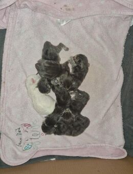 7 gesunde hübsche Reinrassige Maine Coon Kitten suchen ab Mitte November ein liebevolles zuhause ohne Papiere - Nordheim