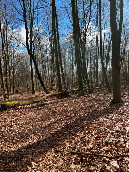 Psychologische Hilfe - Unterstützung - Beratung Coaching - Hannover