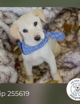 Chip 255619: Hundekind sucht ein Zuhause - Kirchzell