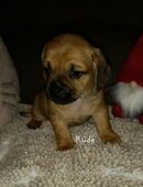 Süße Dackel X Mops Mischlingswelpen in 49716