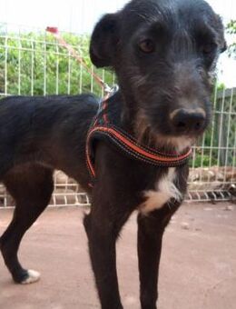 MABEL - aktives fröhliches Hundemädchen - Velbert