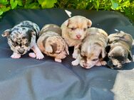 Chihuahua Welpen Ahnentafel rüden - Herschbroich